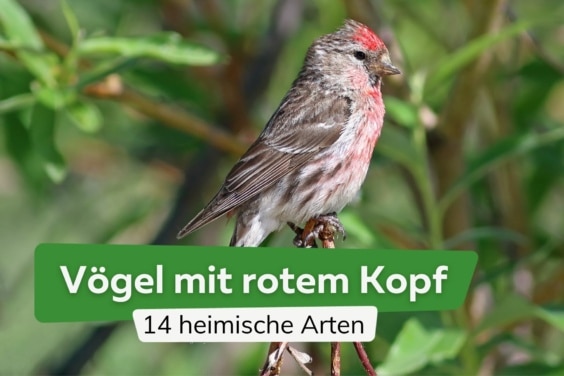 Vögel mit rotem Kopf: 14 heimische Arten Birkenzeisig (Carduelis flammea)