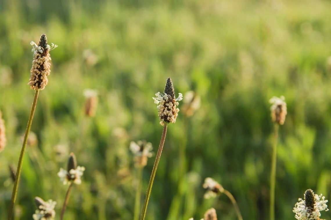 Wegerich (Plantago)