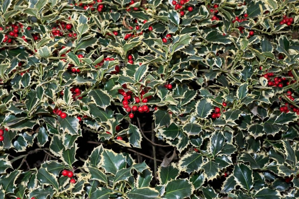 Weißbunte Stechpalme 'Argentea Marginata' (Ilex aquifolium), immergrüne Sträucher