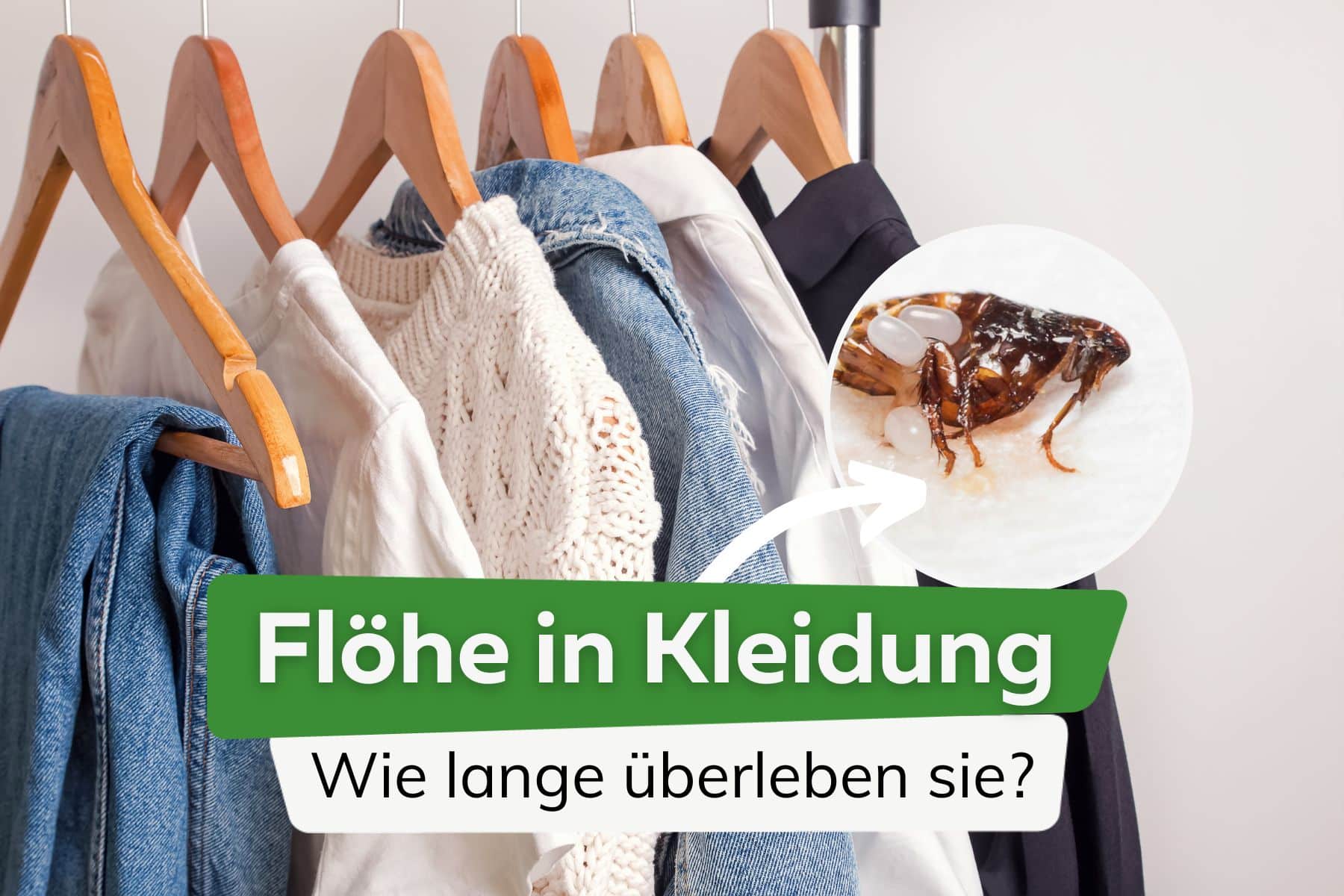 Wie lange überleben Flöhe in Kleidung & Co