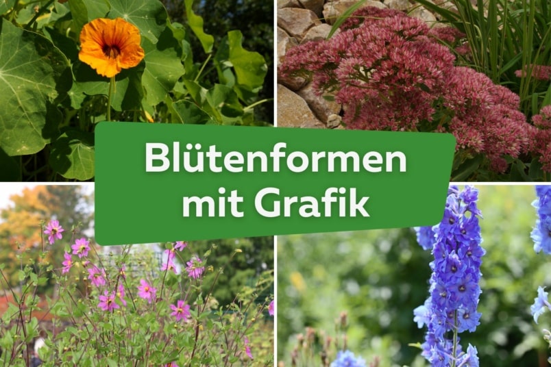 Wissen: Blütenformen mit Grafik