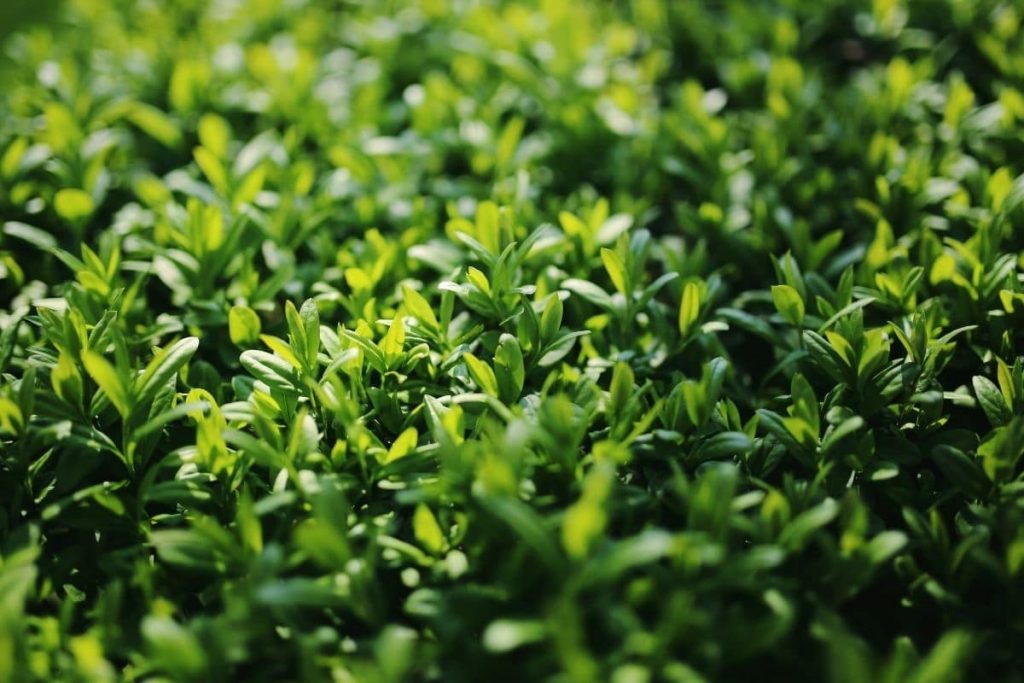 Zwerg-Liguster 'Lodense' (Ligustrum vulgare), immergrüne Sträucher