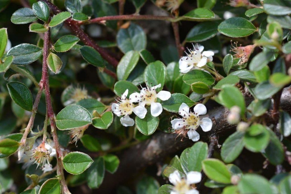 Zwergmispel (Cotoneaster dammeri), immergrüne Sträucher