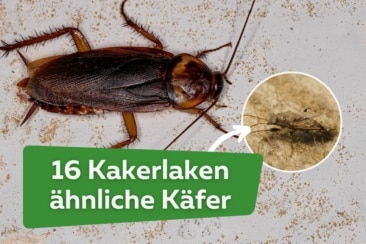 16 Kakerlaken ähnliche Käfer mit Bild