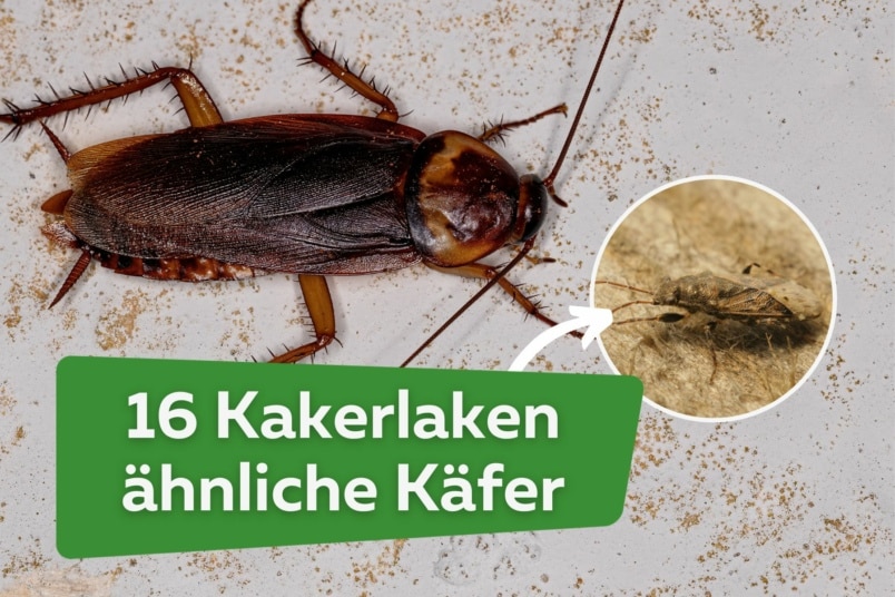 16 Kakerlaken ähnliche Käfer mit Bild