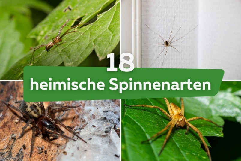 18 heimische Spinnenarten in Deutschland