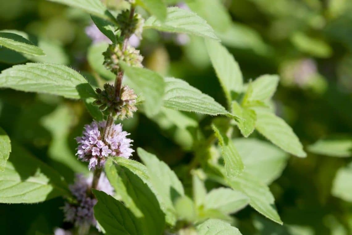 Acker-Minze (Mentha arvensis), lila Wiesenblumen