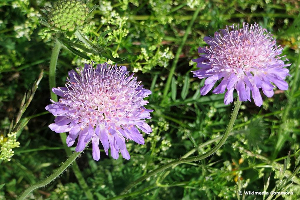 Acker-Witwenblume (Knautia arvensis)