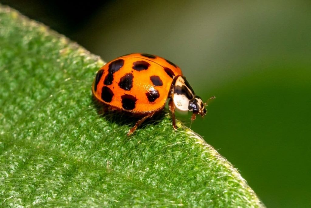 Ameisen-Siebenpunkt-Marienkäfer (Coccinella magnifica), roter Käfer mit schwarzen Punkten