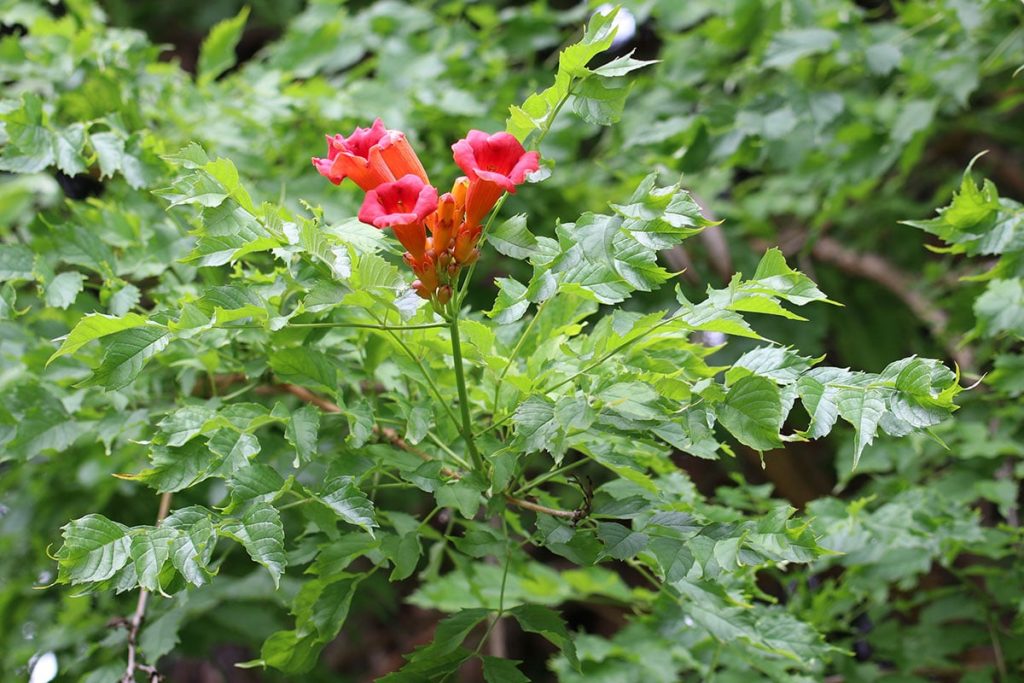 Amerikanische Trompetenblume (Campsis radicans)