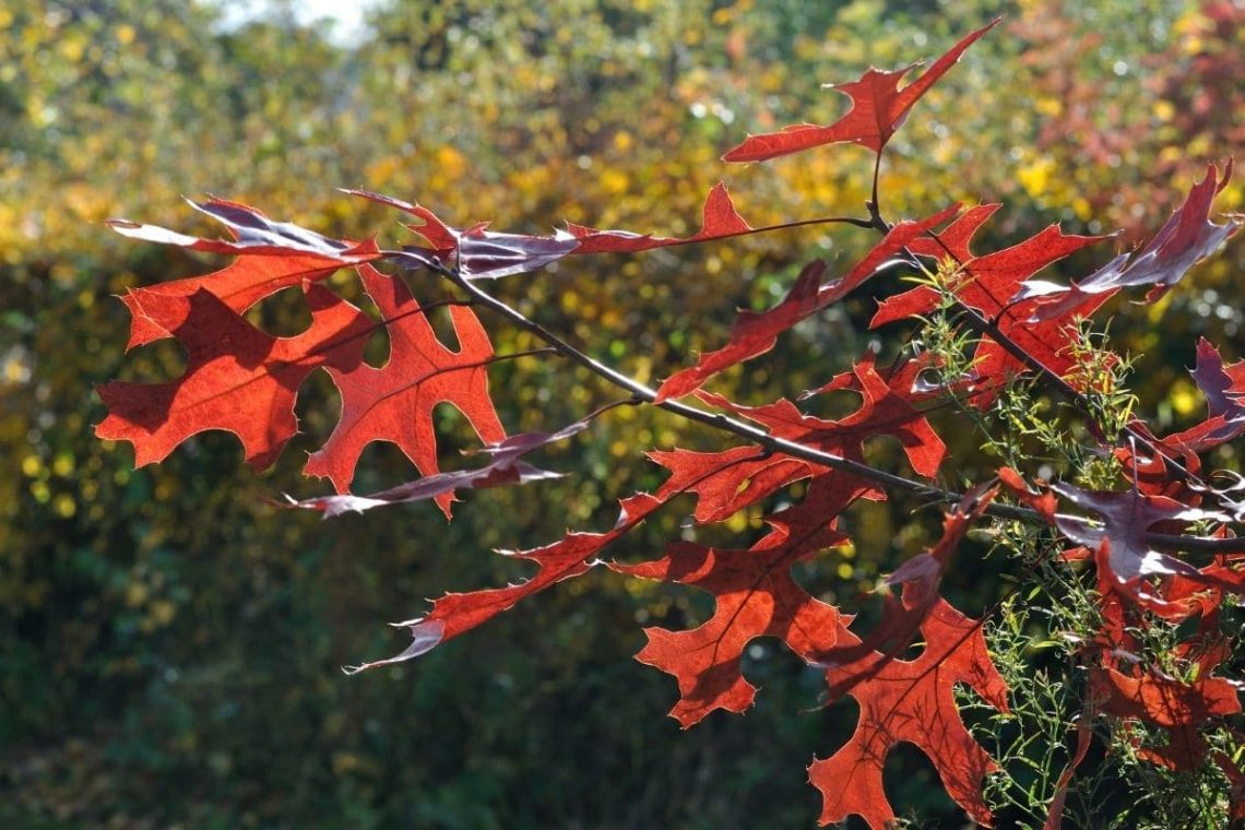 Amerikanische Rot-Eiche (Quercus rubra)