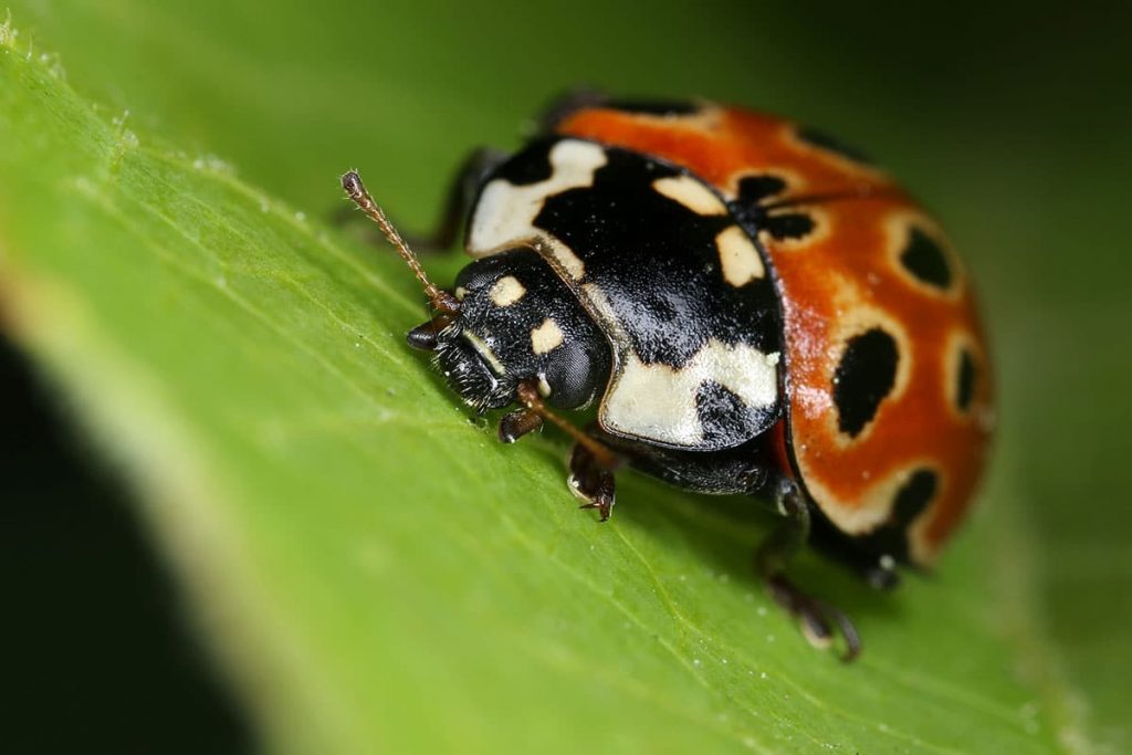 Augenfleck-Marienkäfer (Anatis ocellata)