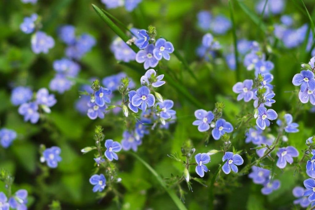 Bach-Ehrenpreis (Veronica beccabunga), blaue Wiesenblume