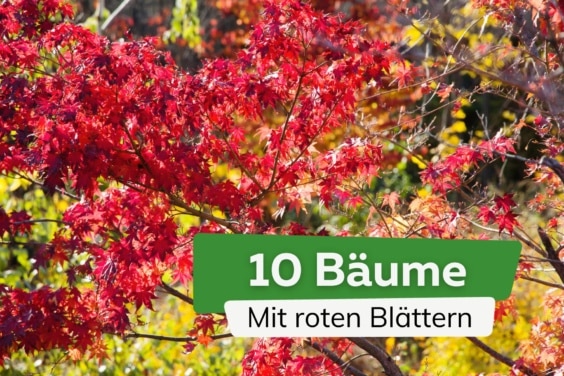 Bäume mit roten Blättern