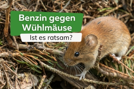 Benzin gegen Wühlmäuse: ist es ratsam?