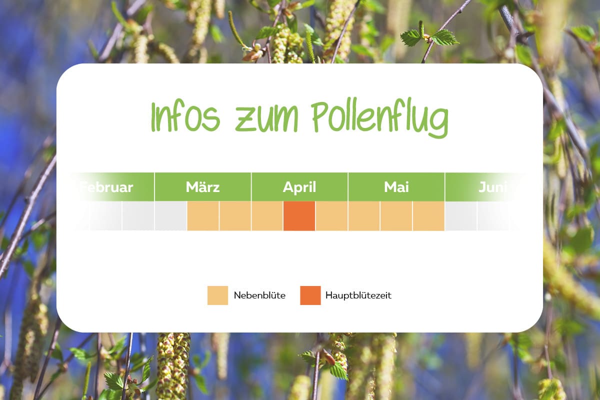 Pollensaison Birkenpollen-Kalender | Infos zum Pollenflug