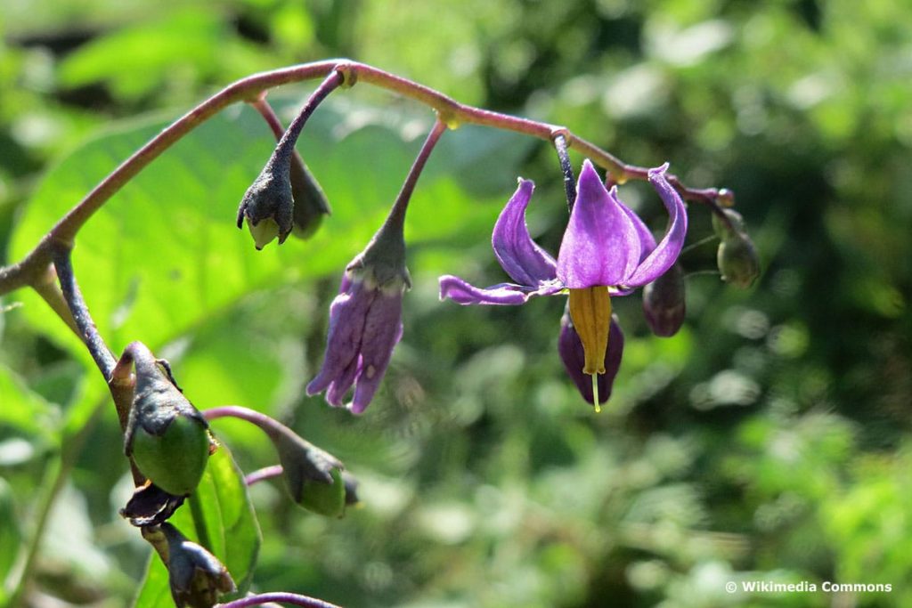 Bittersüßer Nachtschatten (Solanum dulcamara), lila Wiesenblume