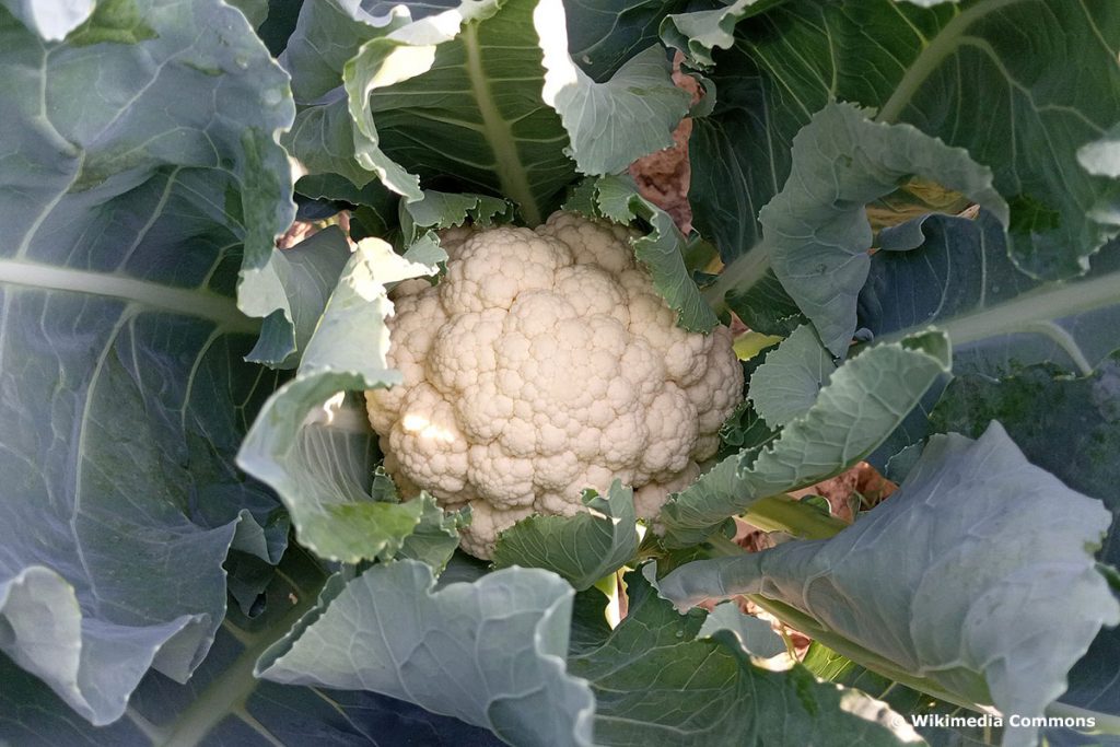 Blumenkohl (Brassica oleracea var. botrytis), Gemüse im März und April pflanzen