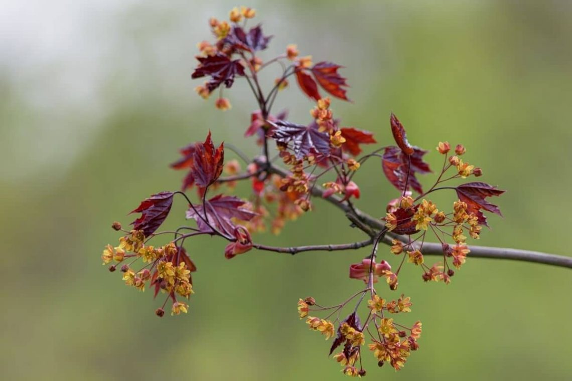 Blutahorn (Acer platanoides)