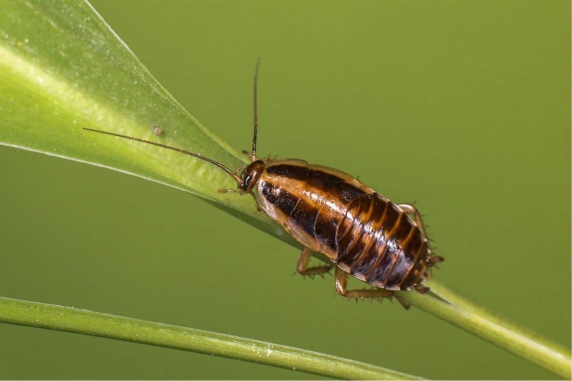 Deutche Schabe (Blattella germanica)