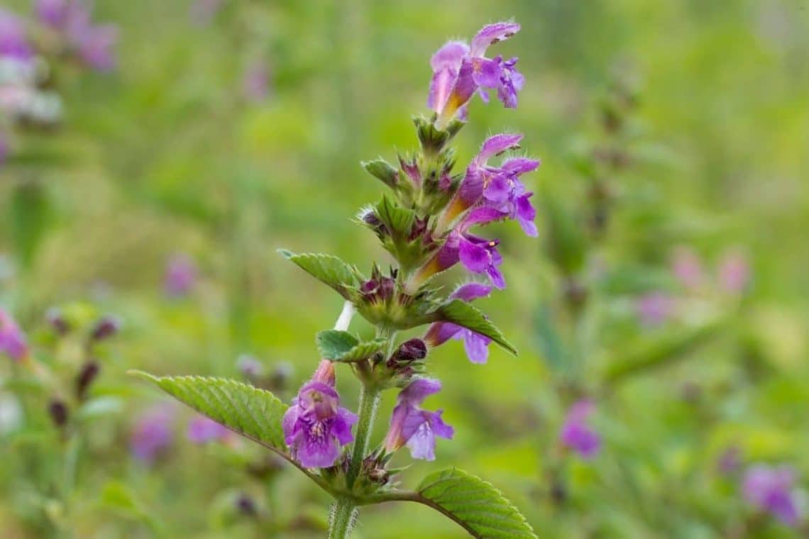 Dorn-Hohlzahn (Galeopsis tetrahit)