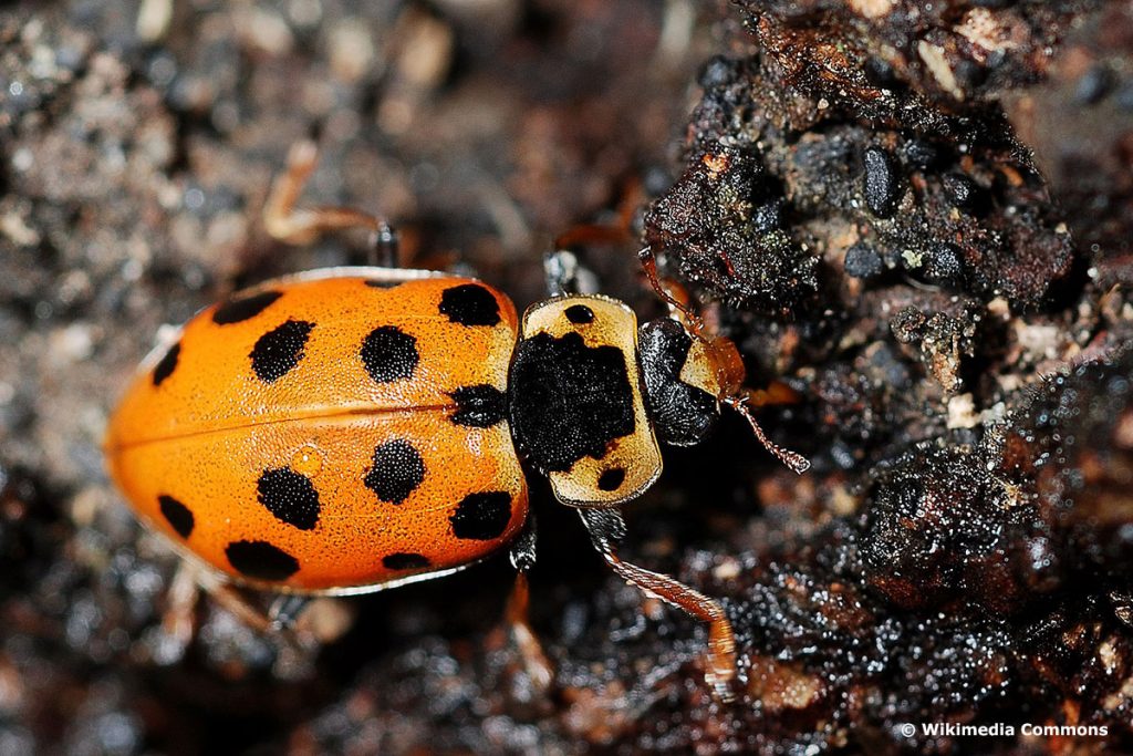 Dreizehnpunktiger Sumpfmarienkäfer (Hippodamia tredecimpunctata), roter Käfer mit schwarzen Punkten