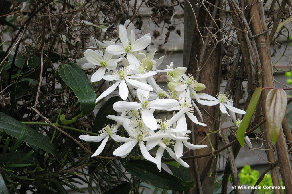 Duft-Waldrebe (Clematis armandii)