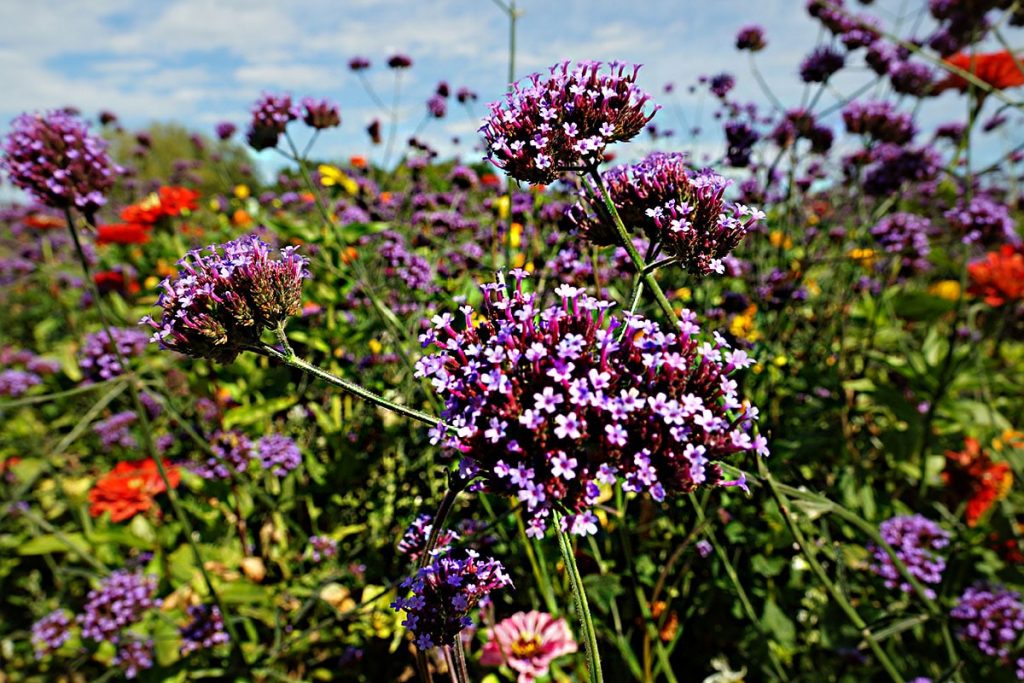 Echtes Eisenkraut (Verbena officinalis)