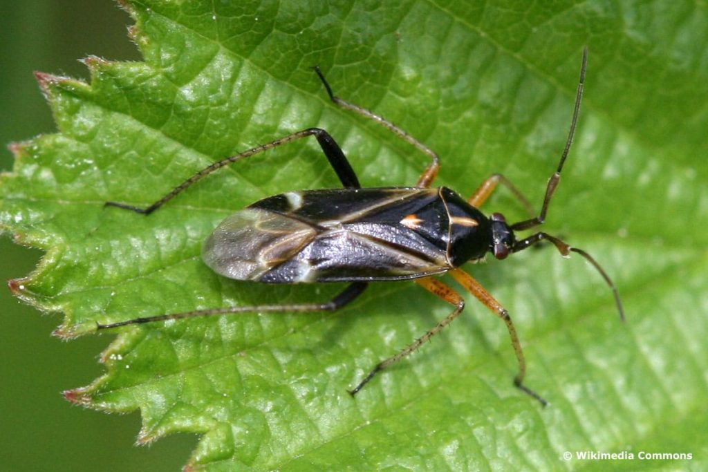 Eichenwanze (Harpocera thoracica)