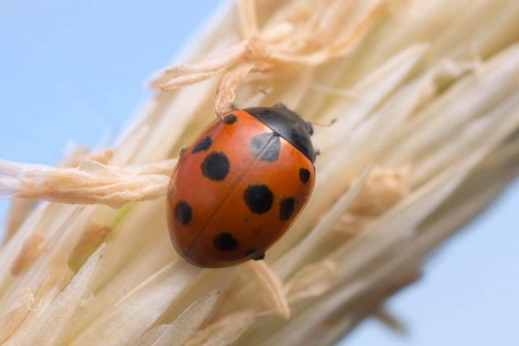 Elfpunkt-Marienkäfer (Coccinella undecimpunctata)