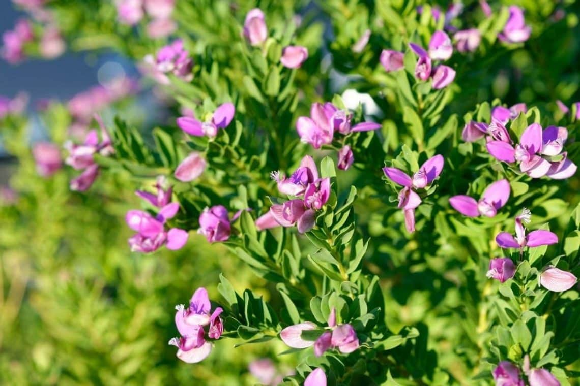 Erdnuß-Platterbse (Lathyrus tuberosus)