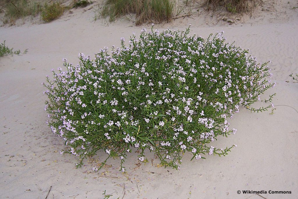 Europäischer Meersenf (Cakile maritima), lila Wiesenblume