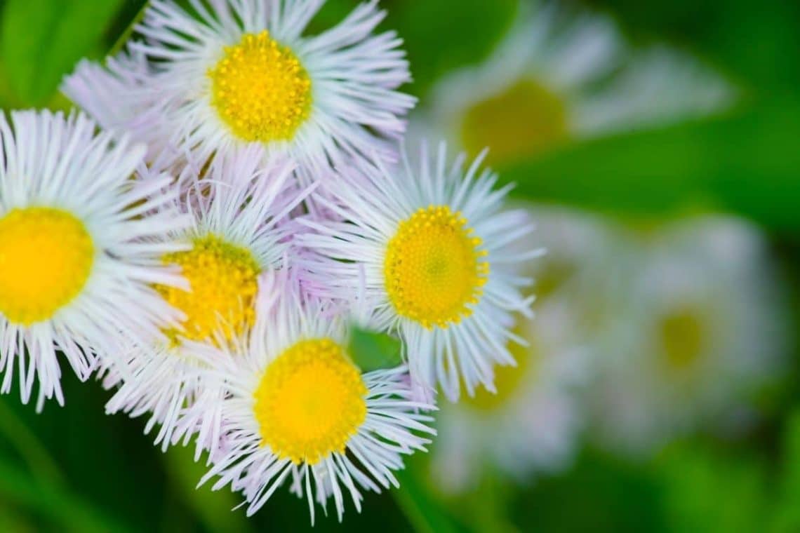 Feinstrahl (Erigeron annuus)