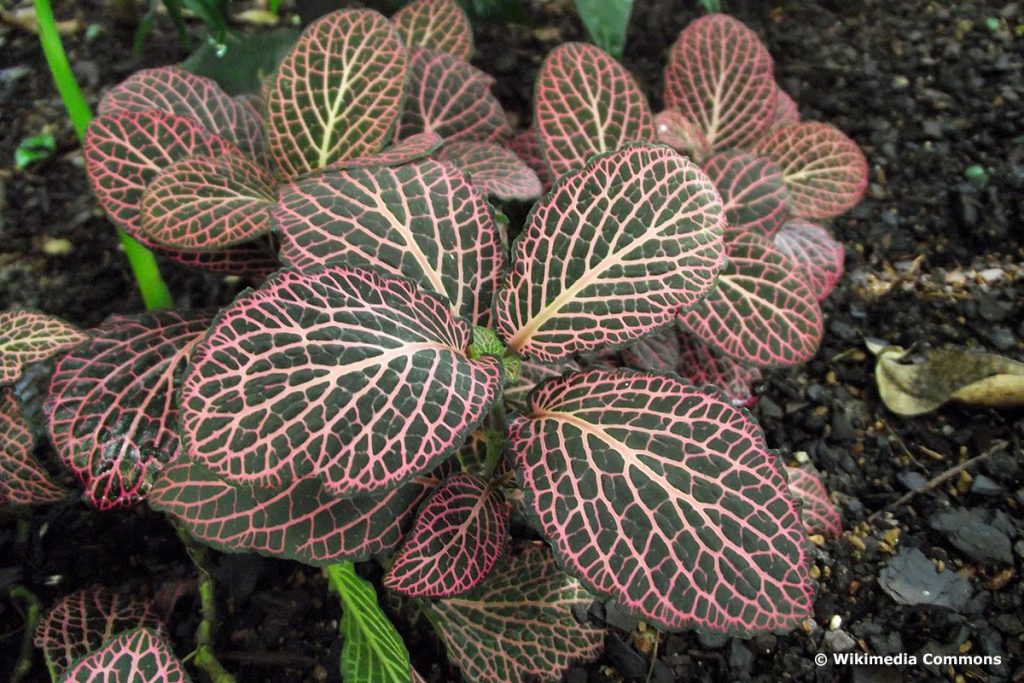 Fittonie (Fittonia albivenis), ungiftig für Kaninchen