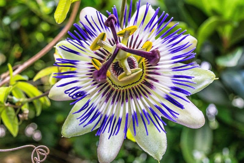 Fleischfarbene Passionsblume (Passiflora incarnata)