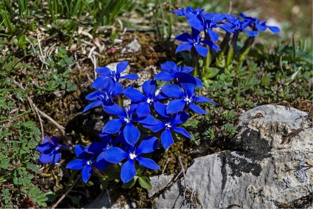 Frühlings-Enzian (Gentiana verna)