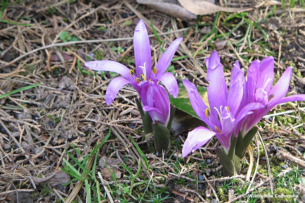 Frühlingslichtblume (Colchicum bulbocodium), lila Wiesenblumen