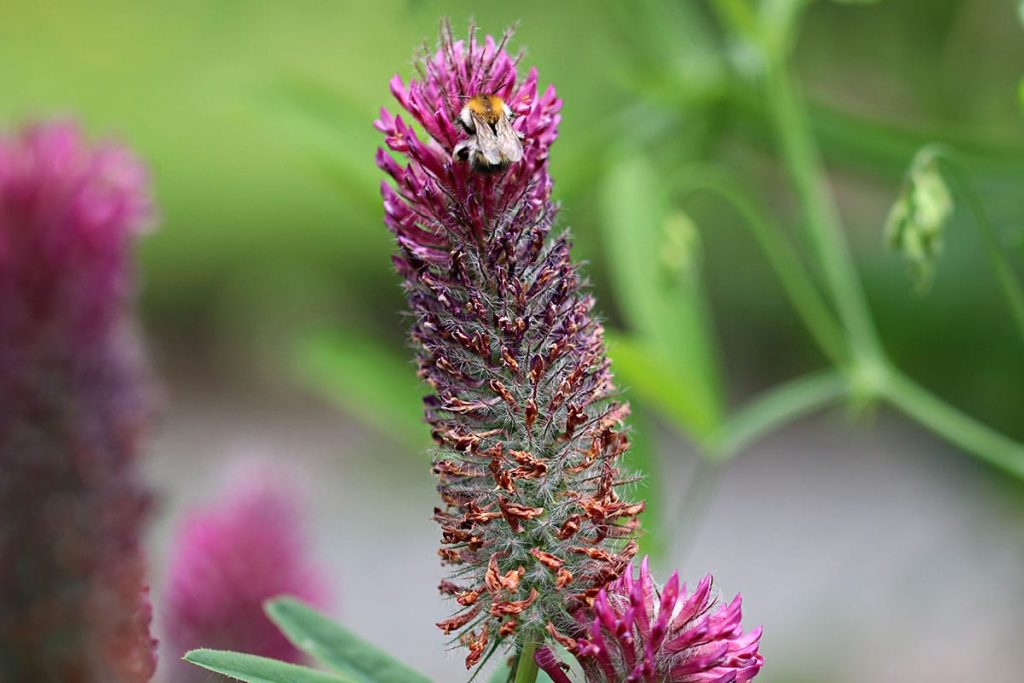 Fuchsschwanz-Klee (Trifolium rubens)