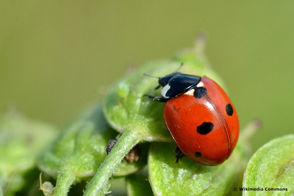 Fünfpunkt-Marienkäfer (Coccinella quinquepunctata), roter Käfer mit schwarzen Punkten