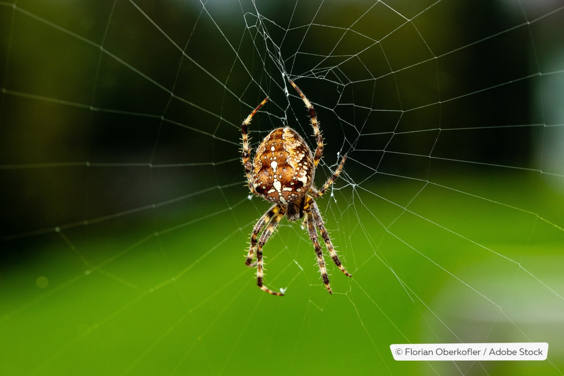 Gartenkreuzspinne (Araneus diadematus)