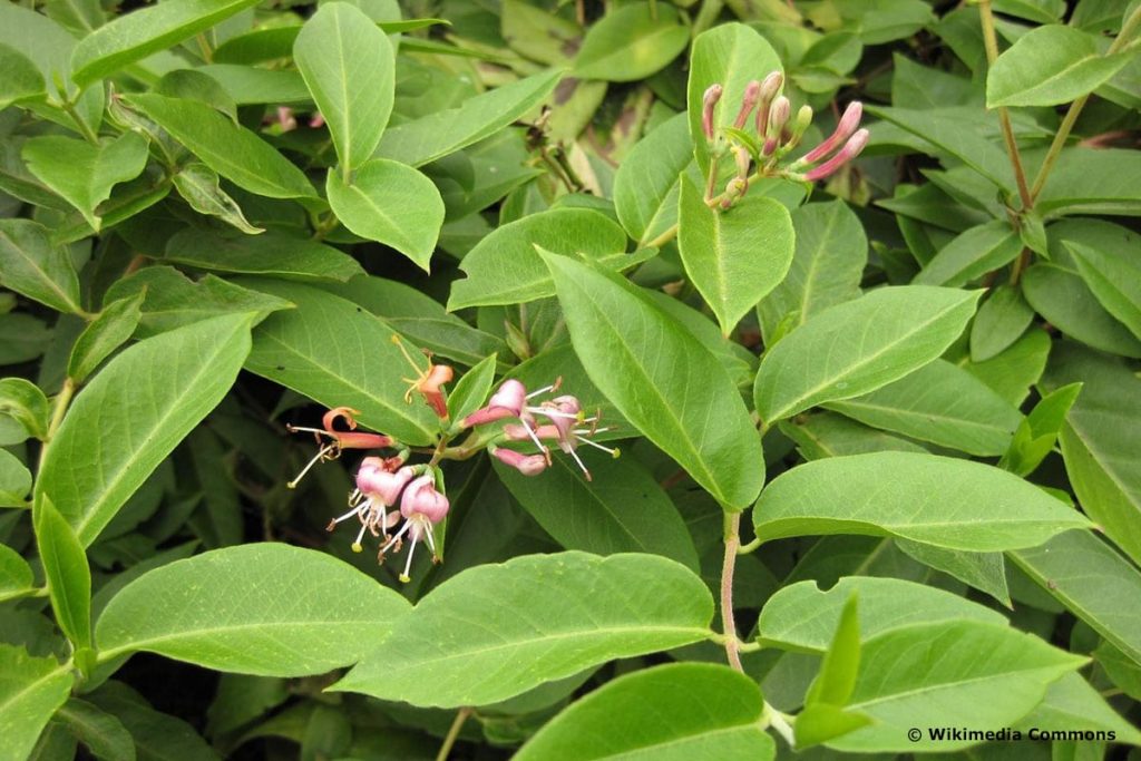 Immergrünes Geißblatt (Lonicera henryi)