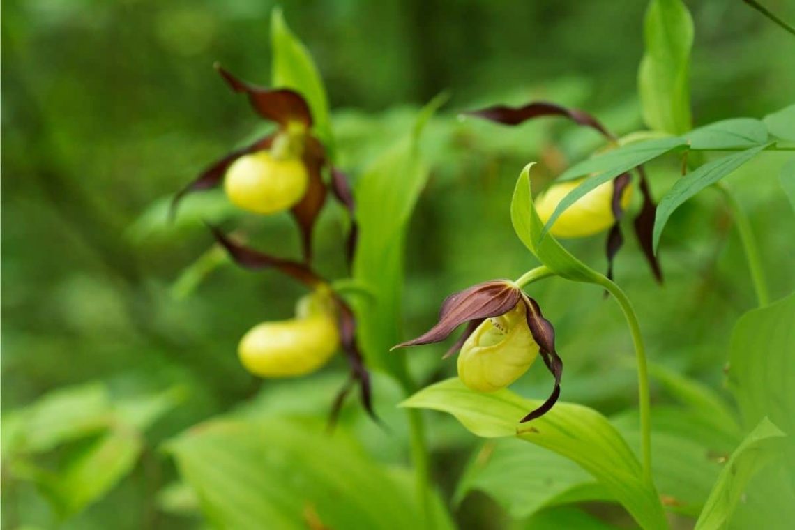 Gelber Frauenschuh (Cypripedium calceolus), ungiftig für Kaninchen