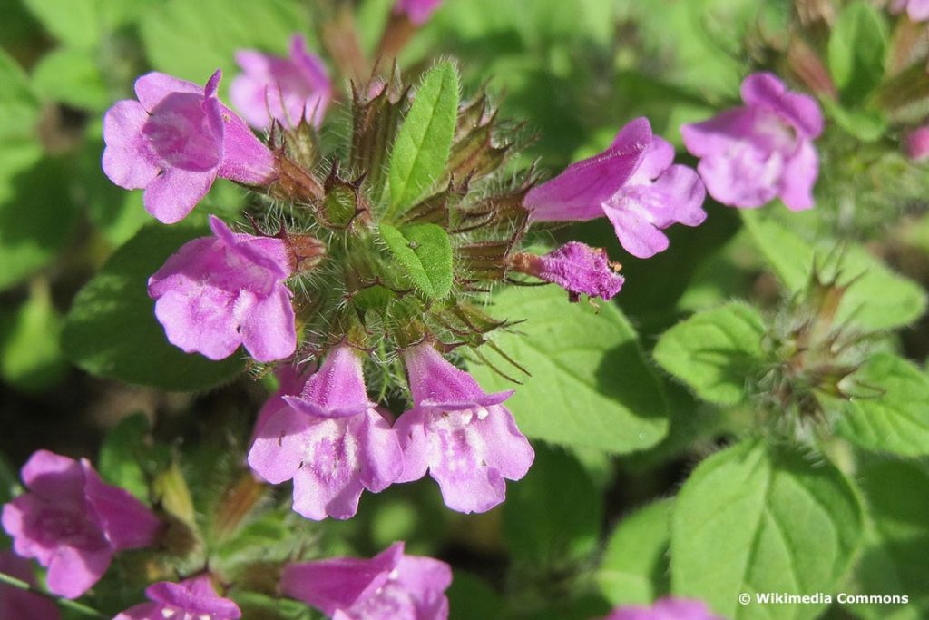 Gemeiner Wirbeldost (Clinopodium vulgare), lila Wiesenblumen