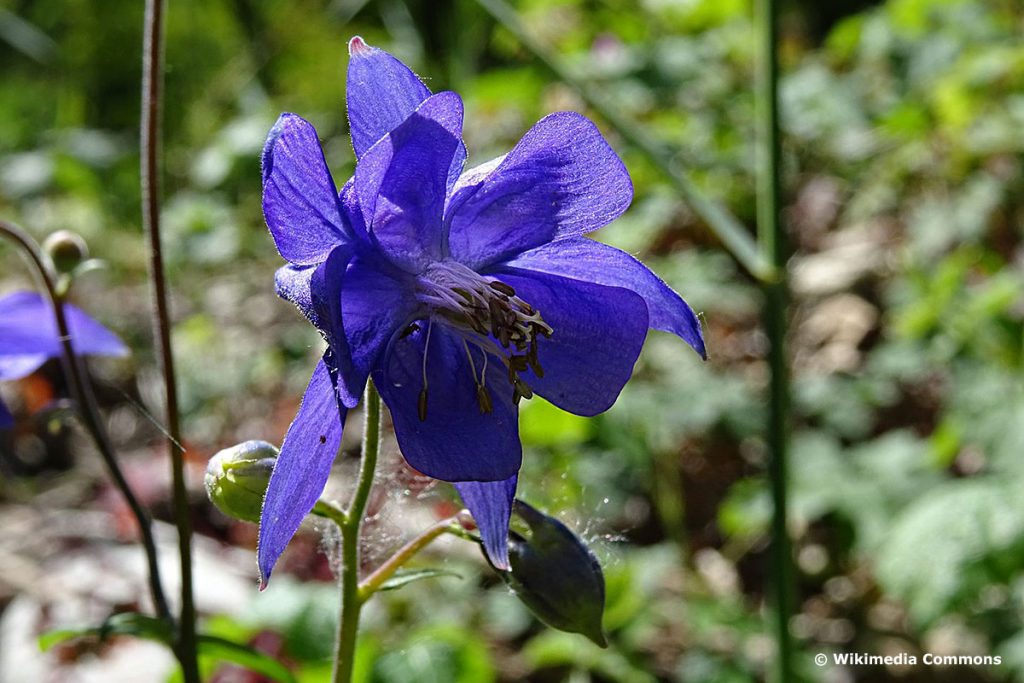 Gewöhnliche Akelei (Aquilegia vulgaris)