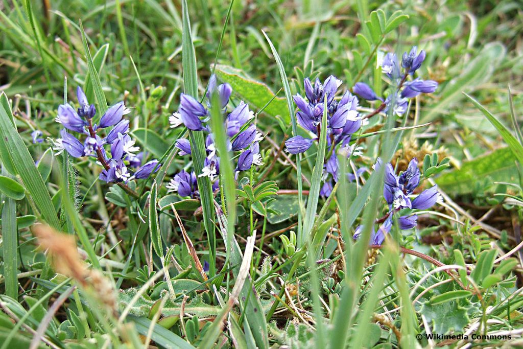 Gewöhnliche Kreuzblume (Polygala vulgaris), blaue Wiesenblume