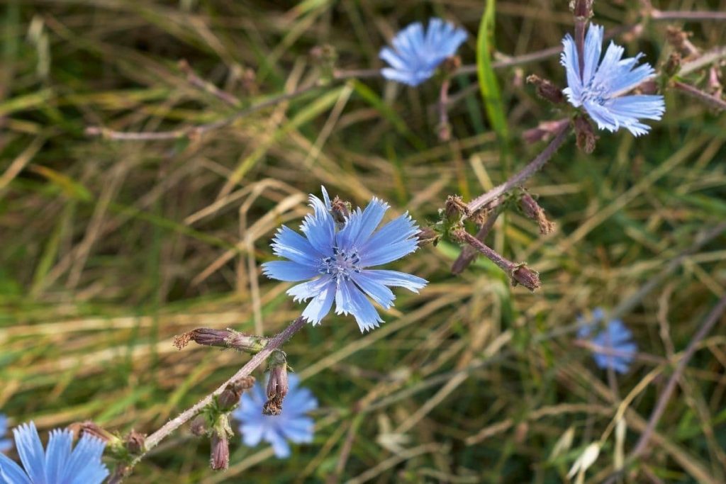 Gewöhnliche Wegwarte, Wilde Zichorie (Cichorium intybus)