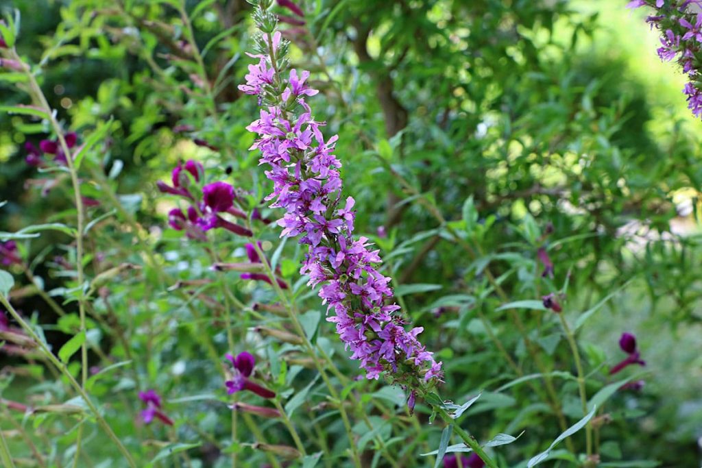 Gewöhnlicher Blutweiderich (Lythrum salicaria)