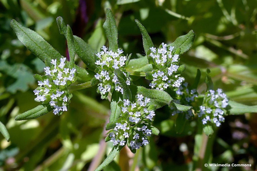 Gewöhnlicher Feldsalat (Valerianella locusta)