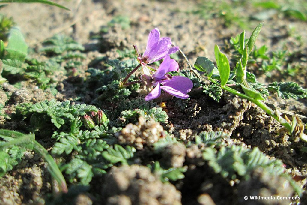 Gewöhnlicher Reiherschnabel (Erodium cicutarium), lila Wiesenblumen