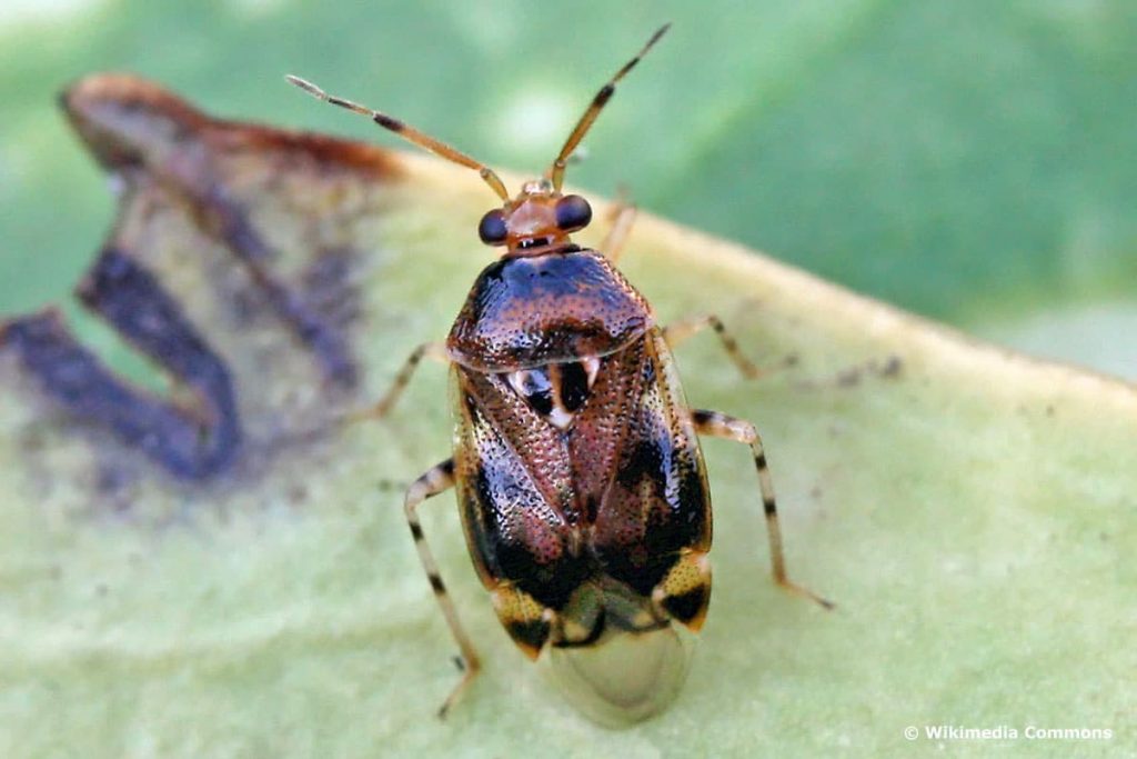 Glänzende Weichwanze (Deraeocoris lutescens), Kakerlaken ähnliche Käfer